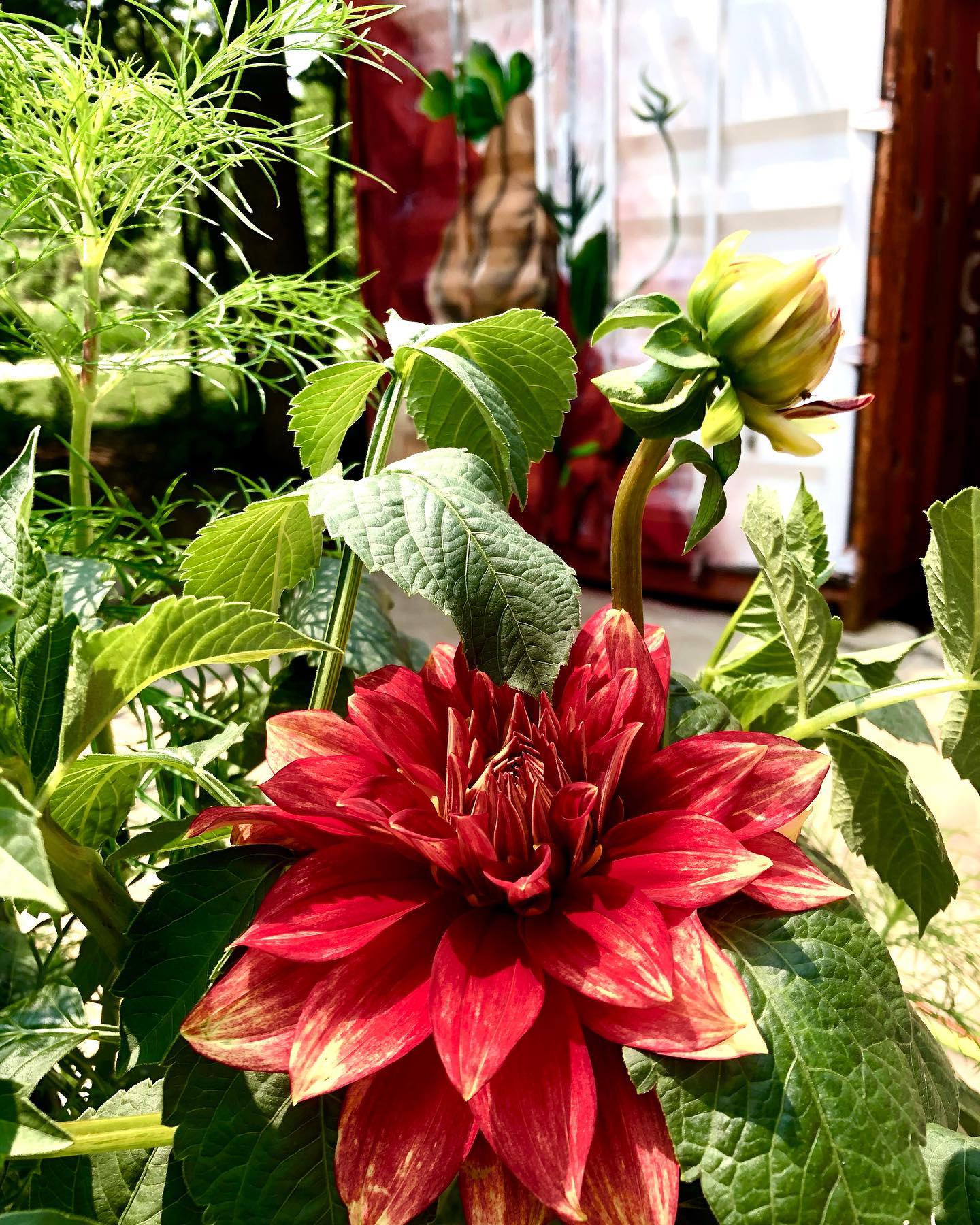 Dahlias blooming on the farm